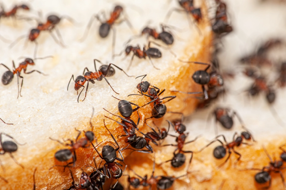 Ants