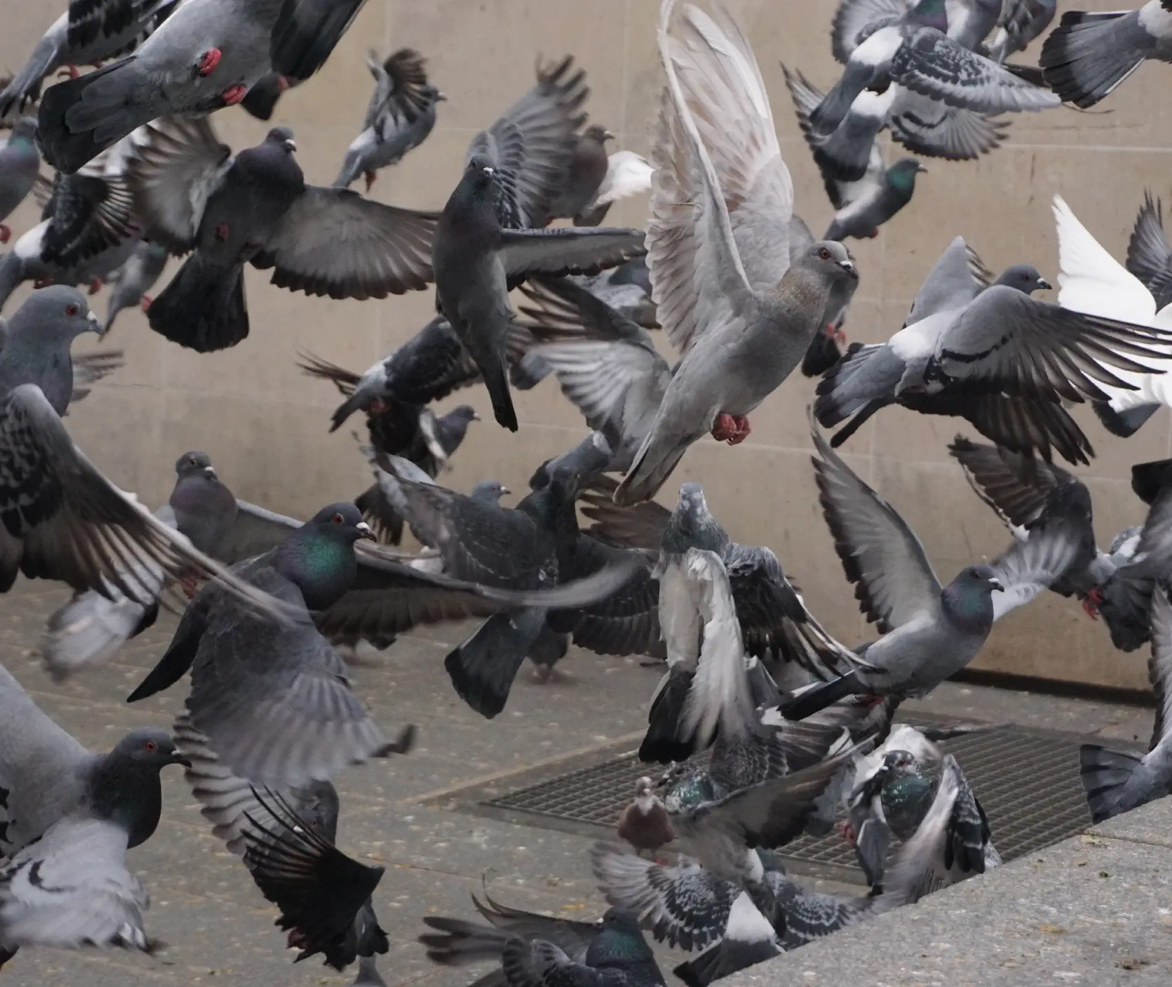 Birds Banner