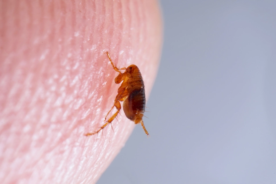 Biting Insects