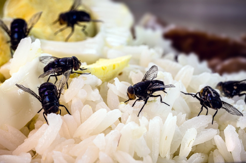 Flies