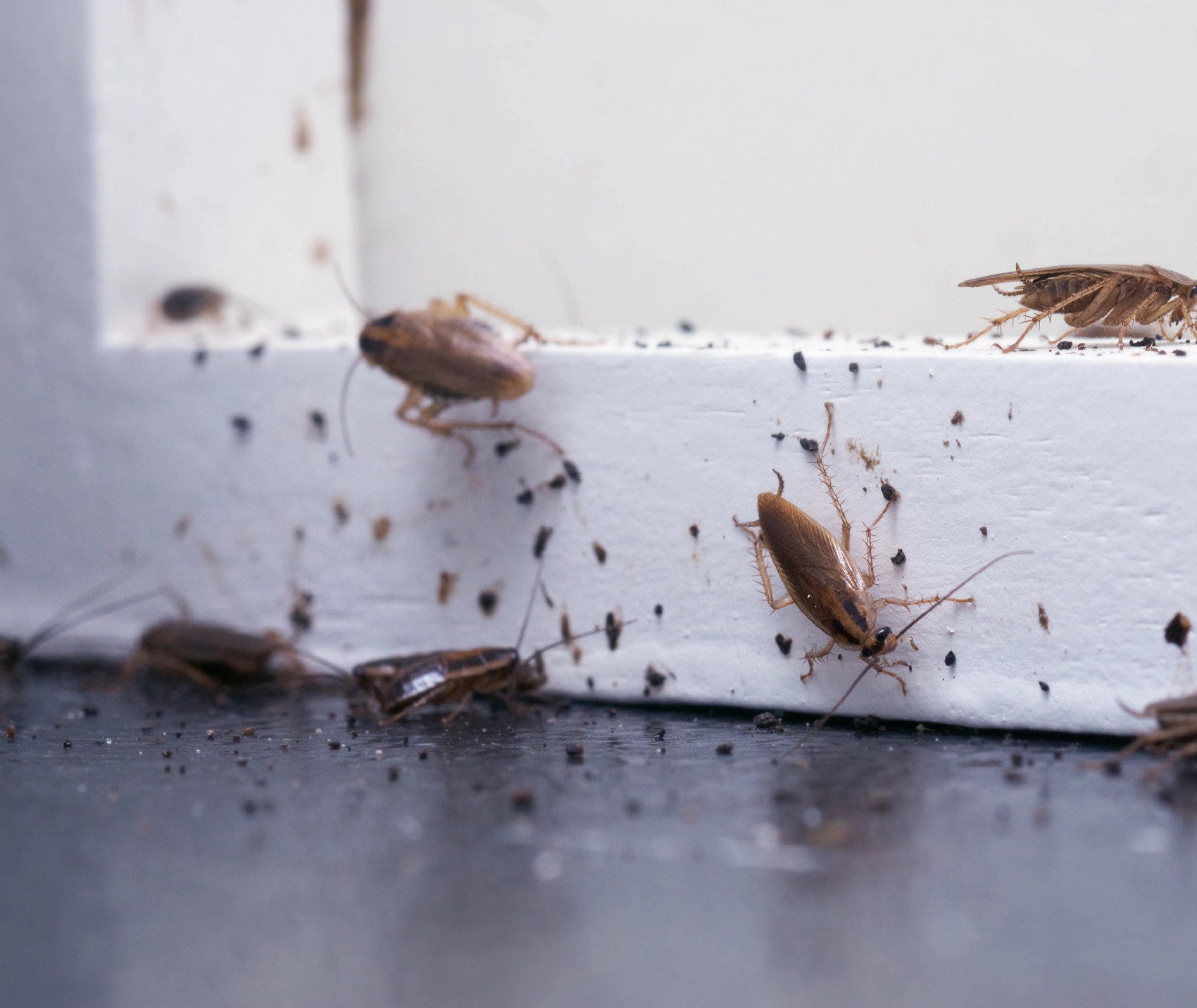 Pest Banner