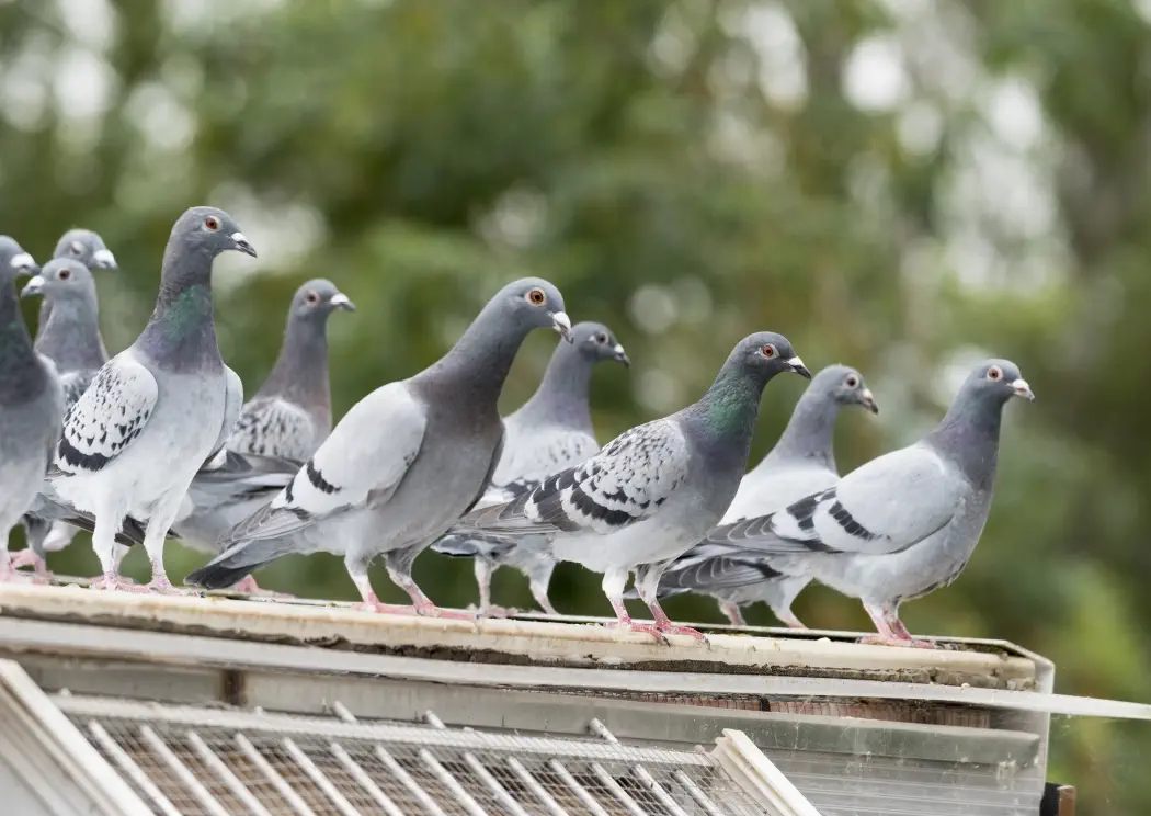 Pigeons