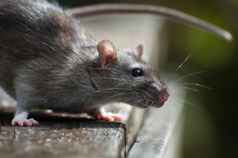 Rats Info