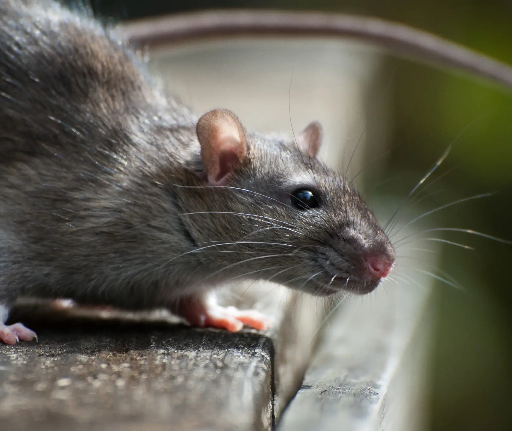 Rodent Control