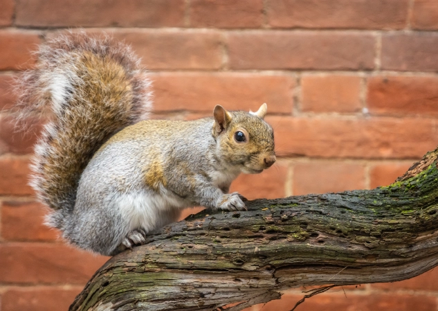 Squirrels
