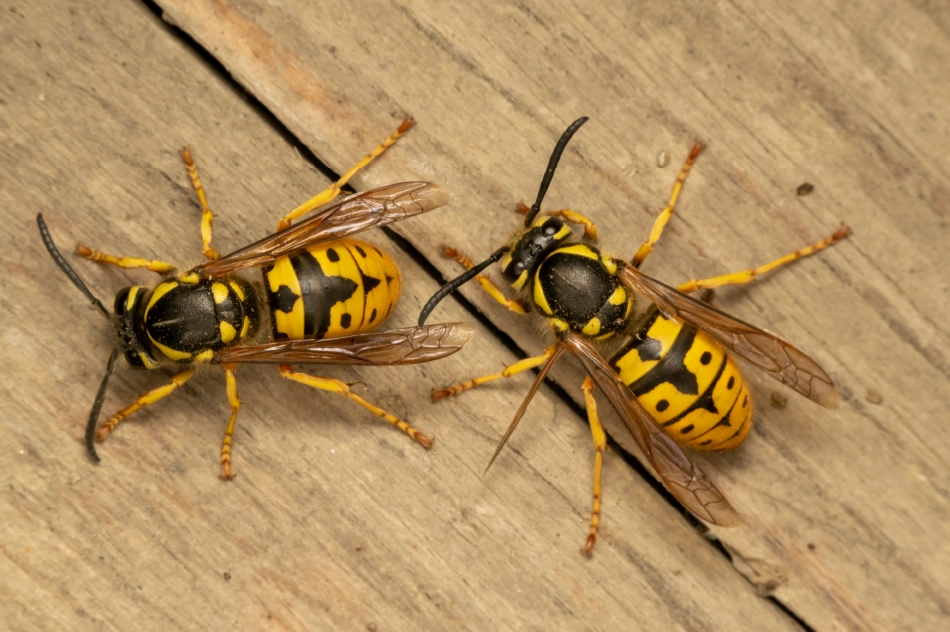 Wasps
